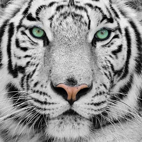 CUADRO DE CRISTAL 100X100 TIGRE (Espesor 4 mm) - DCA